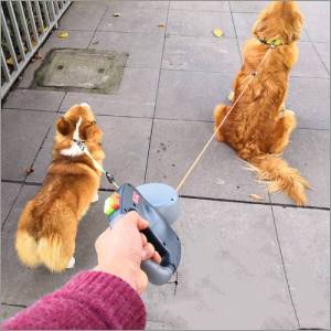 Collars, Leashes and Harnesses