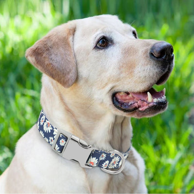 Personalized Dog Collar