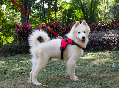 High Quality Dog Harness