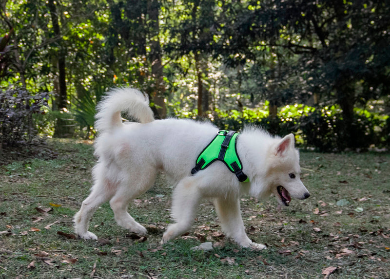 High Quality Dog Harness