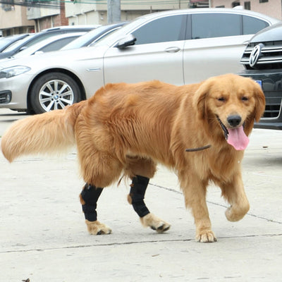 Dog Brace Straps