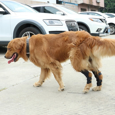 Dog Brace Straps