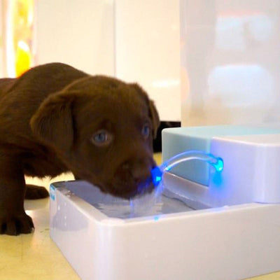 LED Drinking Water Filter for Pets